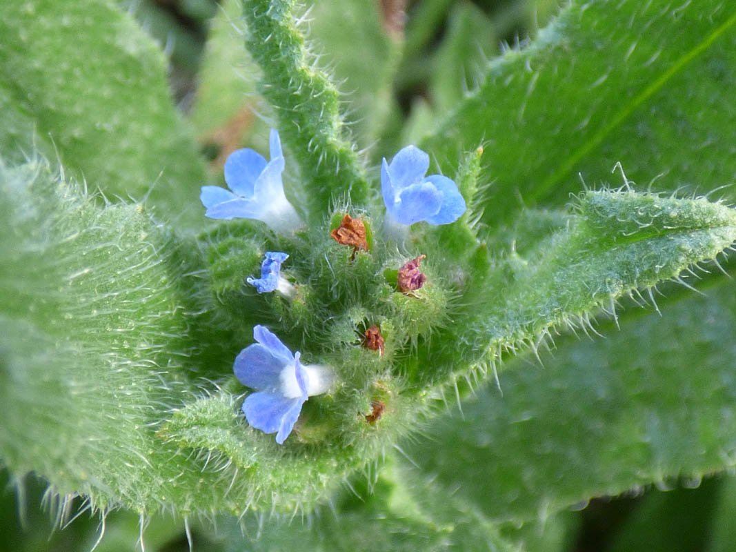 Anchusa arvensis